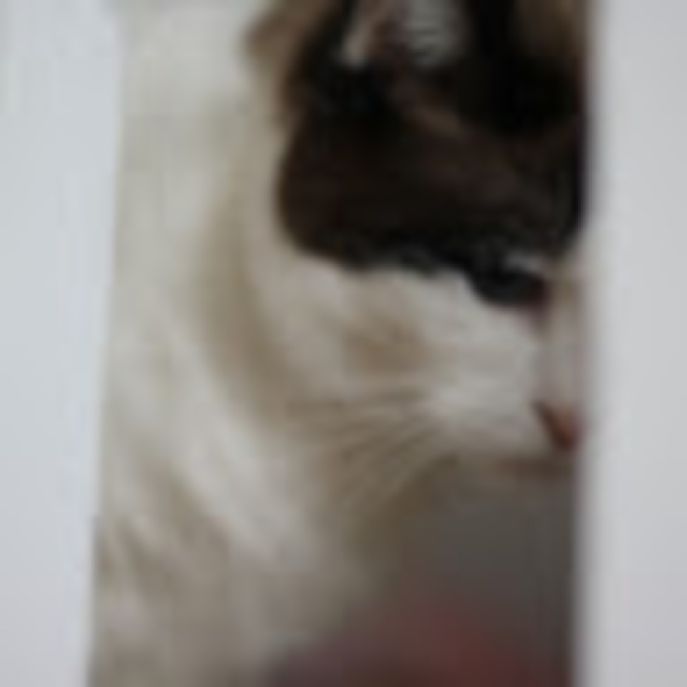 Meet your Posher, Lily